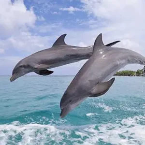 Delfines
